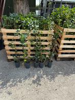 Hedere vakantie aanbieding recht streeks uit de kas  1,95, Tuin en Terras, Ophalen, Vaste plant, Bloeit niet, Halfschaduw