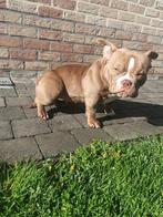 Micro bully💗, België, Particulier, Rabiës (hondsdolheid), Reu