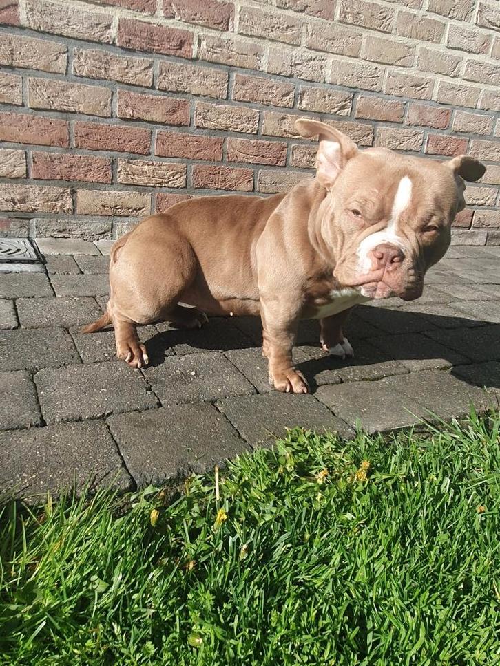 Micro bully💗, Dieren en Toebehoren, Honden | Bulldogs, Pinschers en Molossers, Reu, Bulldog, Particulier, Eén hond, België, 1 tot 2 jaar