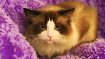 100% Ragdoll Bicolour Points - Dekkater zonder beperkingen