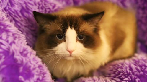 100% Ragdoll Bicolour Points | Dekkater zonder beperkingen, Dieren en Toebehoren, Katten en Kittens | Dekkaters, 3 tot 5 jaar