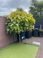 Catalpa boom., Tuin en Terras, Planten | Bomen, Overige soorten, 100 tot 250 cm, Zomer, Ophalen