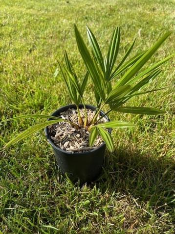 Winterharde palmboom Trachycarpus fortunei x nanus. beschikbaar voor biedingen