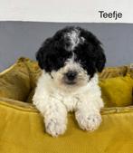 Labradoodle mini pups, Dieren en Toebehoren, Nederland, Overige rassen, 8 tot 15 weken, Meerdere