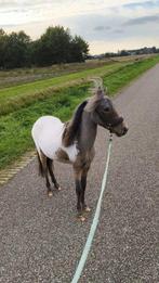 Mini Apalousa hengst, Dieren en Toebehoren, Ophalen of Verzenden, Nieuw, Overige soorten