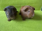 2 lieve beertjes zoeken goed thuis, Dieren en Toebehoren, Knaagdieren, Cavia, Mannelijk, Tam, Oktober