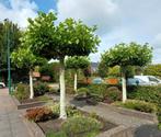 Mooie Dakplatanen (18-20 jaar oud), Tuin en Terras, Ophalen of Verzenden, Volle zon, Overige soorten