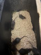 Naaktratten/fuzz, Dieren en Toebehoren, Knaagdieren, November, Meerdere dieren, Rat