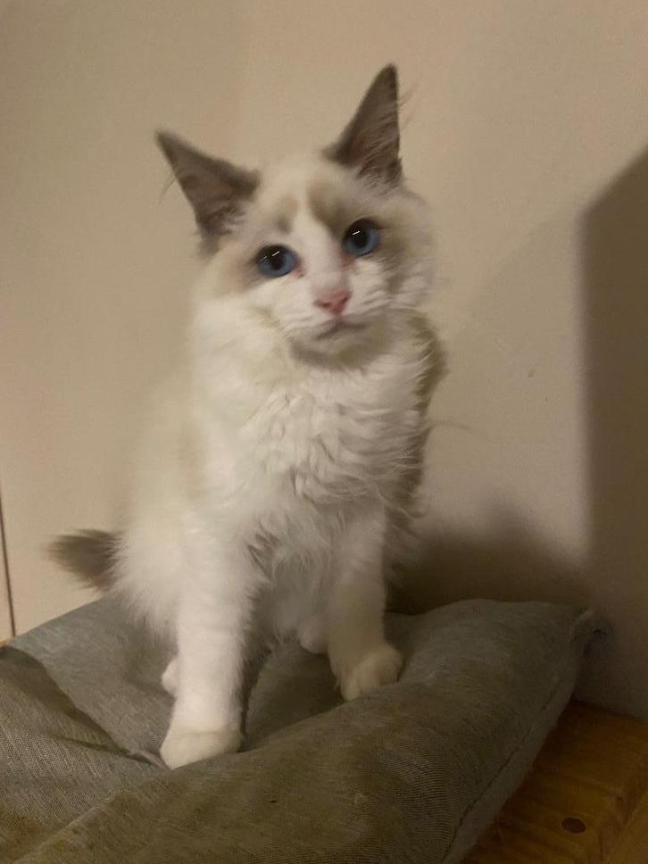 Ragdoll Kittens, Dieren en Toebehoren, Katten en Kittens | Raskatten | Langhaar, Meerdere dieren, 0 tot 2 jaar, Gechipt, Ontwormd
