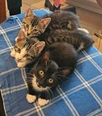 3 lieve kittens te koop, Meerdere dieren