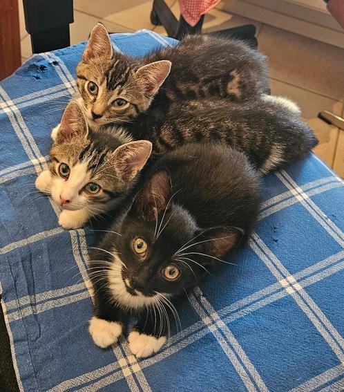 3 lieve kittens te koop, Dieren en Toebehoren, Katten en Kittens | Overige Katten, Meerdere dieren