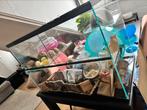 Hamster terrarium, geheel compleet met alle toebehoren, Ophalen, Zo goed als nieuw, Terrarium of Paludarium