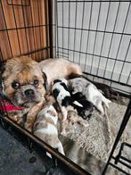 Hele mooie  aparte kleurige boomer pups ., Rabiës (hondsdolheid), Overige rassen, 8 tot 15 weken, Meerdere