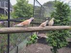 Lach duiven tortelduifjes, Dieren en Toebehoren, Meerdere dieren, Tortelduif