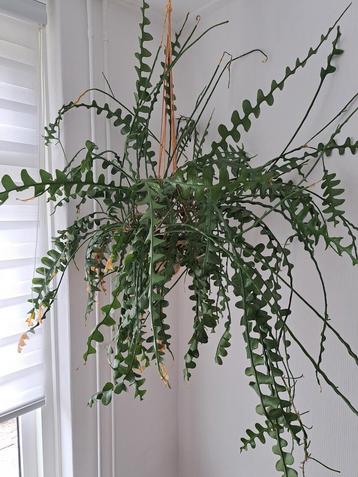 zaag cactus groot beschikbaar voor biedingen