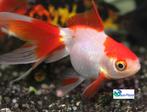 Sluierstaart Ryunkin Sarasa, Dieren en Toebehoren, Vissen | Aquariumvissen, Vis, Zoetwatervis