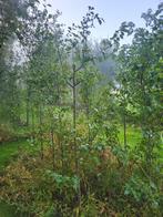 appelbomen perenbomen pruimenbomen kersenbomen, Tuin en Terras, Planten | Fruitbomen, Ophalen, Minder dan 100 cm, Overige soorten