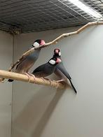 Rijstvogels, Dieren en Toebehoren, Meerdere dieren, Tropenvogel