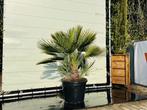 Palmboom - Chamaerops Humilis - hoogte 150 cm, In pot, Zomer, Volle zon, Ophalen of Verzenden