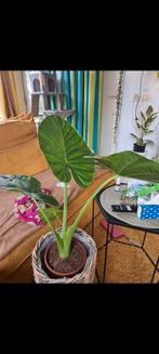 Alocasia  Odora Olifantsoor  zonder bloempot, Ophalen, Overige soorten, Halfschaduw, In pot