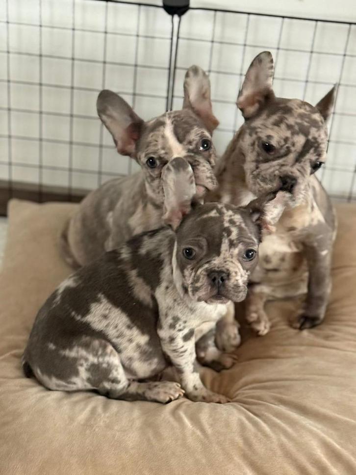 Prachtige Franse Bulldog puppy’s in de kleur Bleu Merle, Dieren en Toebehoren, Honden | Bulldogs, Pinschers en Molossers, Meerdere dieren