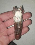 Spinosaurus Tand Fossiel, Ophalen of Verzenden, Fossiel