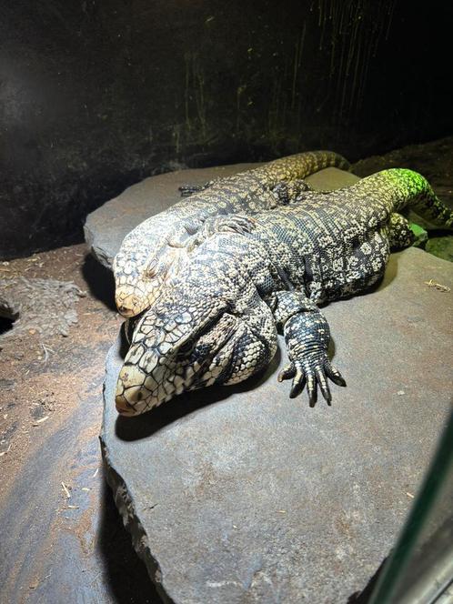 Mooi koppel zwart-witte Teju’s, Dieren en Toebehoren, Reptielen en Amfibieën, Schildpad, 0 tot 2 jaar, Met terrarium