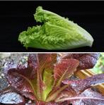 Romaine sla zaden, Verzenden, Zaad