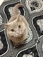 Britsekorthaar dekkater lilac NU €180,- Nov-Dekkingsgarantie, Dieren en Toebehoren, Katten en Kittens | Dekkaters, 0 tot 2 jaar