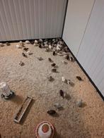 Chinese  dwerg  kwartels  per koppel  of los, Meerdere dieren, Tropenvogel