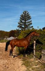 Te koop: 3-jarige tuigpaard merrie, Dieren en Toebehoren, Paarden, Merrie, 3 tot 6 jaar, Onbeleerd, 160 tot 165 cm