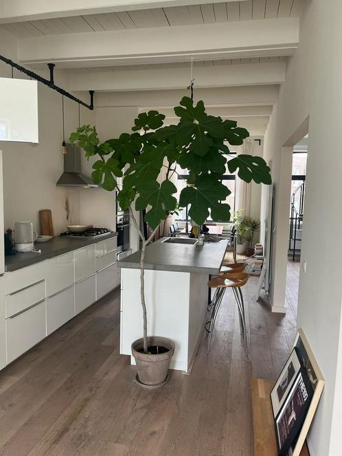 Vijgenboom, Tuin en Terras, Planten | Bomen, Overige soorten, 100 tot 250 cm, Volle zon, Lente, In pot, Ophalen of Verzenden