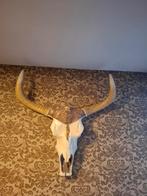 Longhorn Schedel Decoratie - 72cm, Ophalen, Zo goed als nieuw