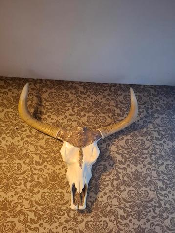 Longhorn Schedel Decoratie - 72cm beschikbaar voor biedingen