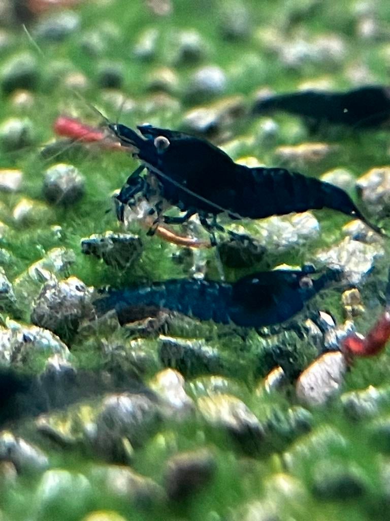 Neocaridina blauw, Kreeft, Krab of Garnaal