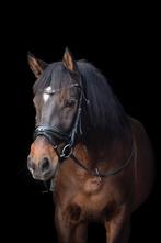 Lieve 4 jarige Cruzado Merrie, Dieren en Toebehoren, Paarden, Minder dan 160 cm, B, Dressuurpaard, 3 tot 6 jaar