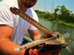 Bizarre vijvervis! Aligator snoek! Longnose gar, baars steur, Overige soorten