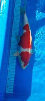 NND Kohaku, Dieren en Toebehoren, Karper of Koi