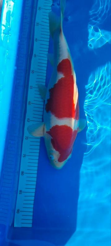 NND Kohaku beschikbaar voor biedingen