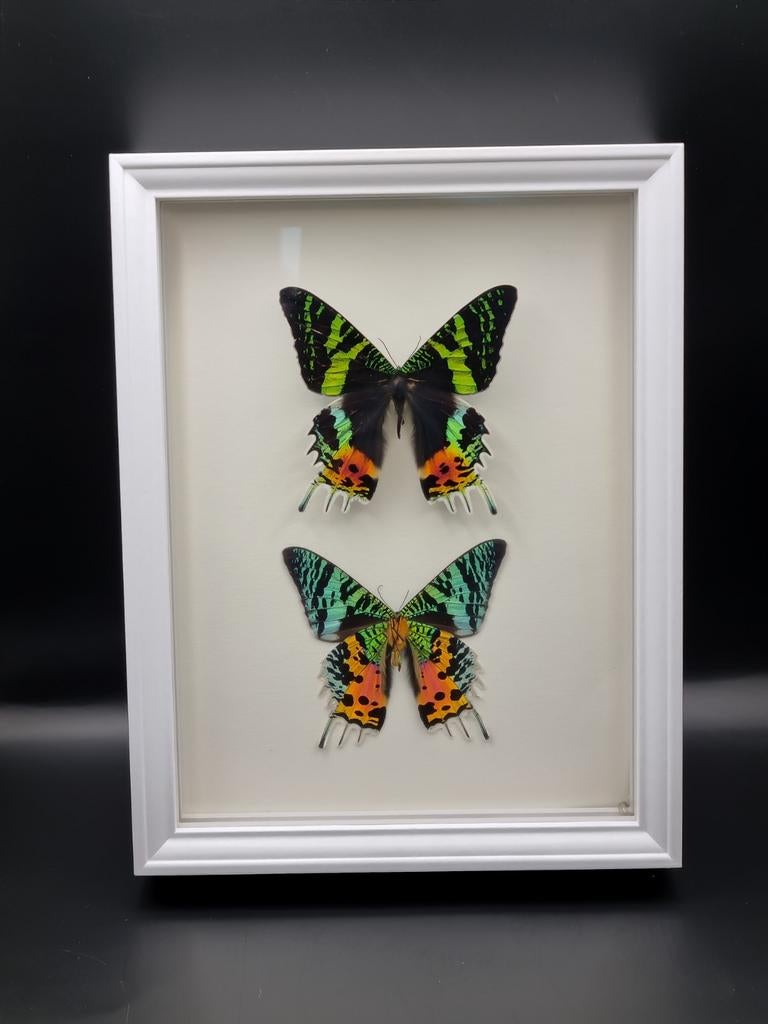 Urania Ripheus vlinders in lijst met verlichting, Ophalen of Verzenden, Hout, Minder dan 50 cm, Minder dan 50 cm