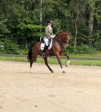 Fokmerrie te koop!, Dieren en Toebehoren, Paarden, Merrie, ZZ, Gechipt, Dressuurpaard