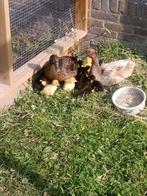 Jonge pulletjes Peking eend en kruising Peking eend, Meerdere dieren, Eend