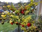 Carolina reaper zaad, Tuin en Terras, Bloembollen en Zaden, Ophalen of Verzenden, Volle zon