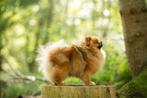 Pomeranian pups verwacht met FCI stamboom, Dieren en Toebehoren, Honden | Poolhonden, Keeshonden en Oertypen, Keeshond, 8 tot 15 weken