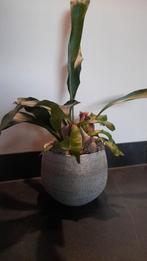 Prachtige hertshoorn met mooie pot, Ophalen of Verzenden, Halfschaduw, Minder dan 100 cm