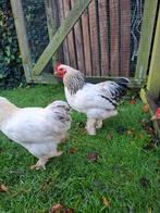 Vijf haantjes, Mannelijk, Kip