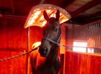 Solarium, Paardensolarium met ketting en ventilator, Dieren en Toebehoren, Ophalen of Verzenden, Nieuw, Overige soorten