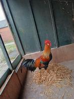 Patrijs leghorn haan jong te, Dieren en Toebehoren, Pluimvee, Mannelijk, Kip