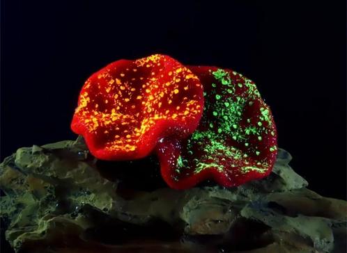 Aquarium decoratie : Glow in the dark Koraal, Dieren en Toebehoren, Vissen | Aquaria en Toebehoren, Nieuw, Sierelement, Ophalen of Verzenden