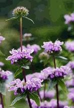 Zaden Phlomis tuberosa, Ophalen of Verzenden, Zaad